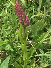 Gymnadenia