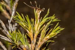 Calectasia