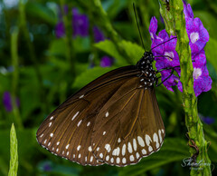 Euploea klugii kollari