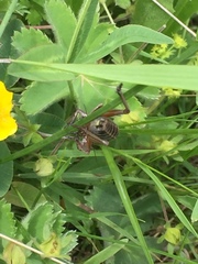 Psorodonotus