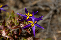 Calectasia
