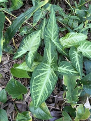 Syngonium