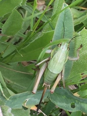Psorodonotus