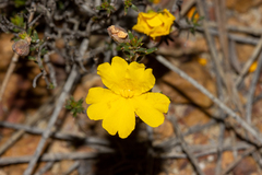 Hibbertia eatoniae