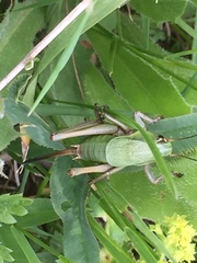 Psorodonotus