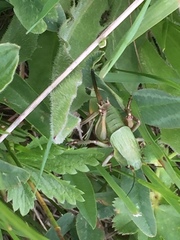 Psorodonotus