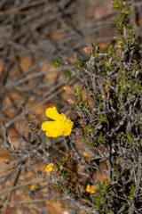 Hibbertia eatoniae