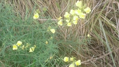 Linaria genistifolia
