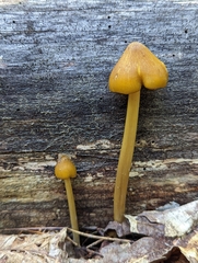 Entoloma luteum