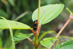 Cosmoscarta abdominalis