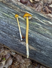Entoloma luteum