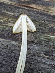 Entoloma luteum