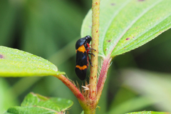 Cosmoscarta abdominalis