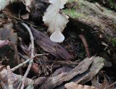 Mycena galopus