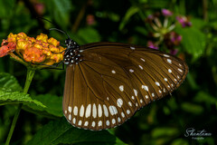 Euploea klugii kollari
