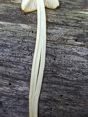 Entoloma luteum