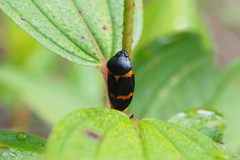 Cosmoscarta abdominalis