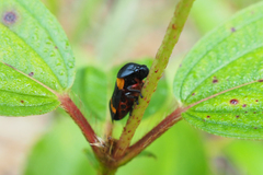 Cosmoscarta abdominalis