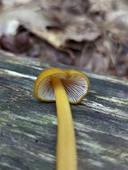 Entoloma luteum