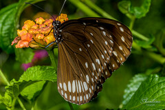 Euploea klugii kollari