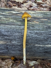 Entoloma luteum
