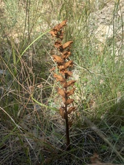 Orobanche