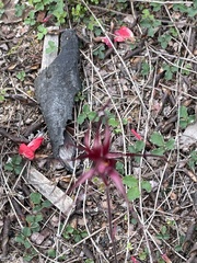 Caladenia sanguinea