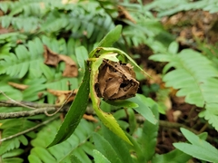 Herpetogramma sphingealis