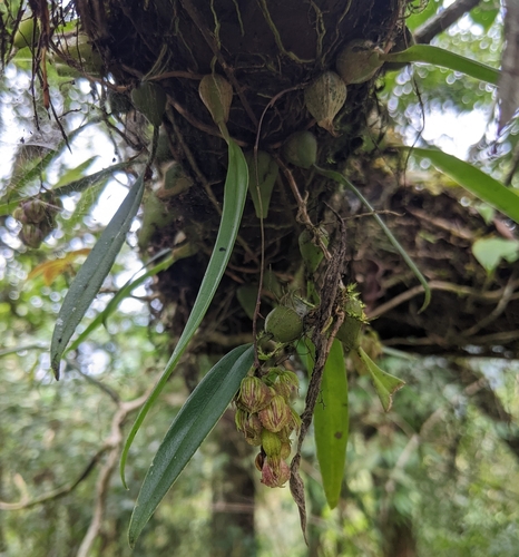 Bulbophyllum bisetum Lindl. 4