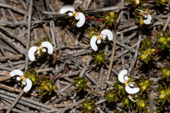 Stylidium involucratum