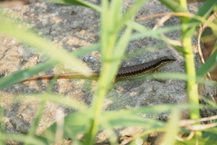 Sphenomorphus incognitus