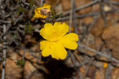 Hibbertia eatoniae