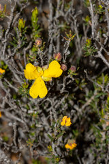 Hibbertia eatoniae