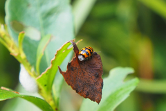 Cryptocephalus trifasciatus