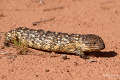 Tiliqua rugosa