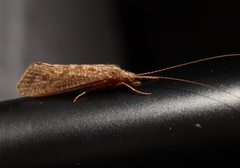 Hydrobiosidae