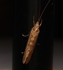 Hydrobiosidae