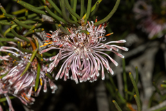 Isopogon nutans