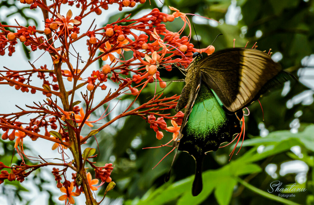 malabar-banded-peacock-swallowtail-from-santhadi-house-nh-169-butterfly