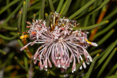 Isopogon nutans