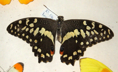 Papilio demodocus