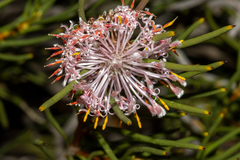 Isopogon nutans