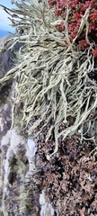 Ramalina cuspidata