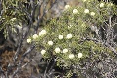 Melaleuca
