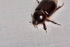 Pentodontini