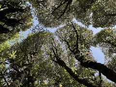 Quintinia serrata