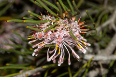 Isopogon nutans