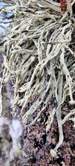 Ramalina cuspidata