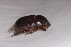 Pentodontini