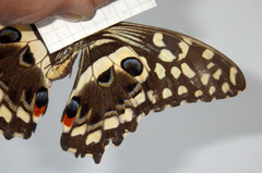 Papilio demodocus